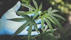 Pengungkapan Jaringan Narkoba: 25 Hektare Ganja di Nagan Raya Terungkap