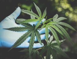 Pengungkapan Jaringan Narkoba: 25 Hektare Ganja di Nagan Raya Terungkap