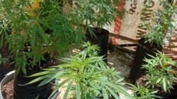 Diam-Diam Tanam Ganja di Rumah, Aksi Pemuda Solo Berakhir di Tangan Polisi