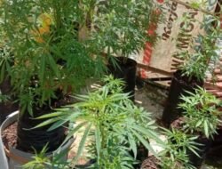 Diam-Diam Tanam Ganja di Rumah, Aksi Pemuda Solo Berakhir di Tangan Polisi